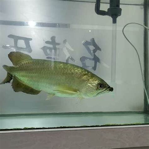 珍珠龍魚