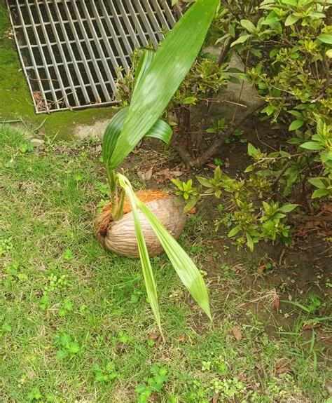 椰子怎麼種