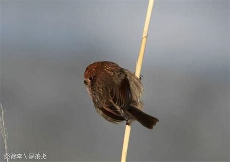 飛來一隻鳥
