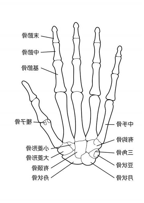 手骨