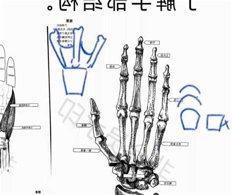 骨節手