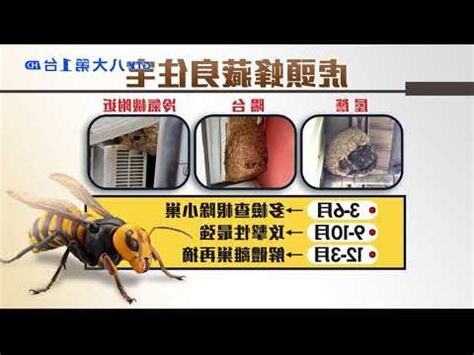 虎頭蜂築巢風水