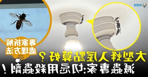黑蜂入屋預兆