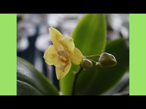 會香的花有哪些