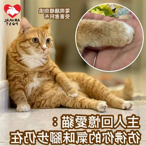 貓死在家門口