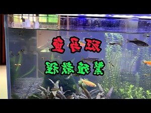 金磚魚混養