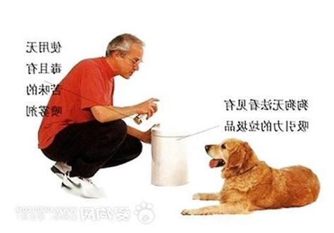 如何防止狗狗亂大便