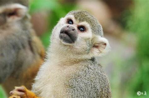 屬猴的名字喜忌