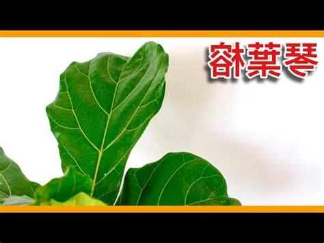 細葉榕風水