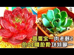 最好養的多肉