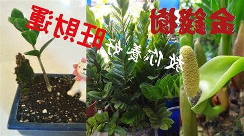 金錢樹開花好嗎