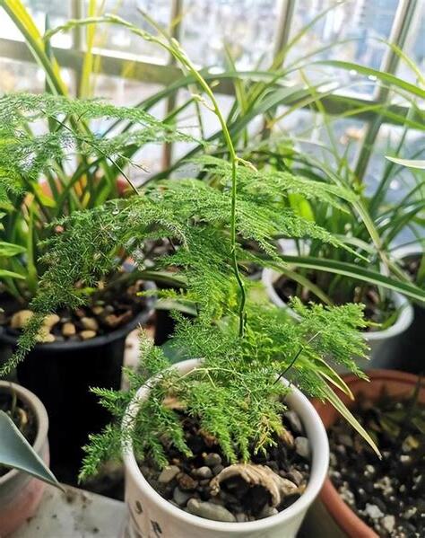 文昌植物