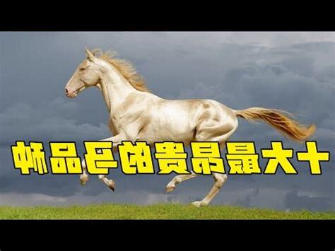 馬的介紹