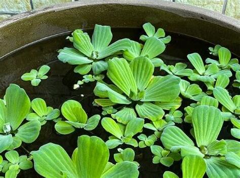 水芙蓉風水