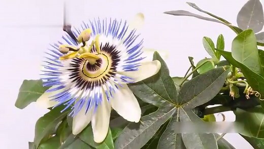 家中植物枯萎