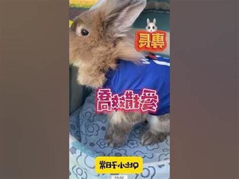 兔子的專長
