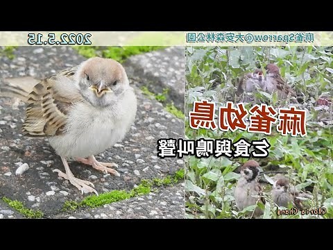 自來鳥麻雀
