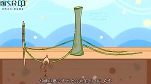 植物的意思