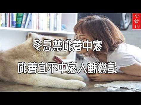 養兩隻狗禁忌