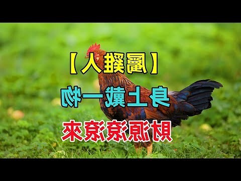 屬雞吉祥物