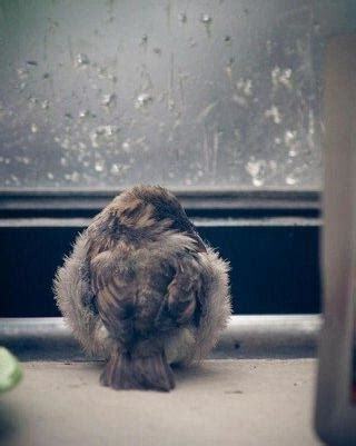 麻雀死在陽台
