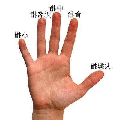 手指名称