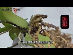 黃色蝴蝶蘭花語