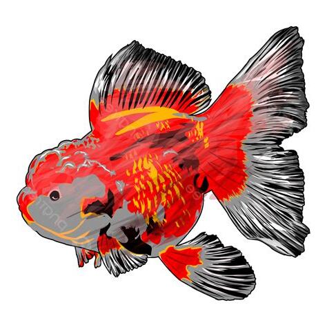 紅色金魚