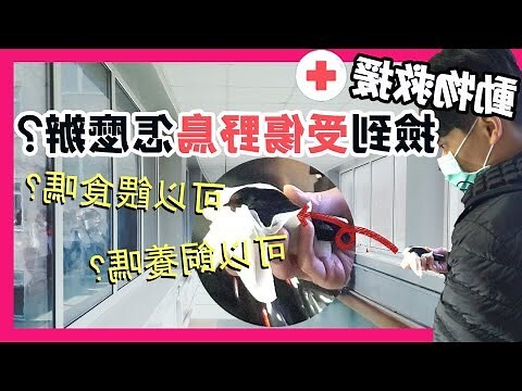 鳥死掉怎麼辦
