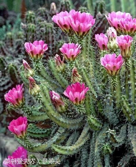 仙人掌會開花