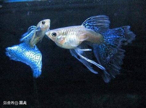 夢到魚生小魚