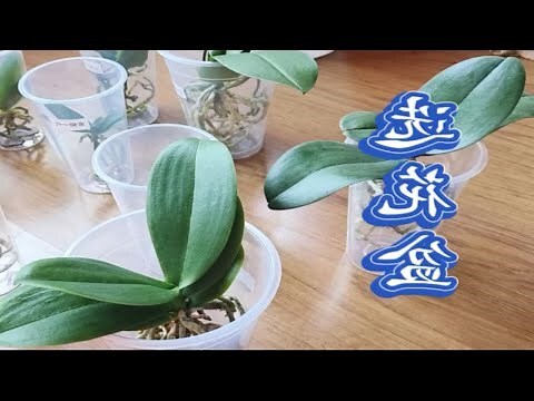 升遷花盆