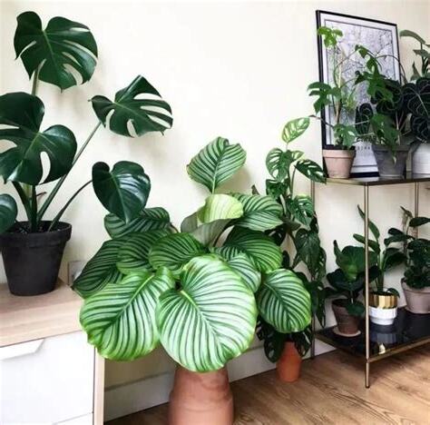 室內觀葉植物