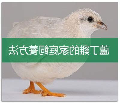 蘆丁雞飼養環境