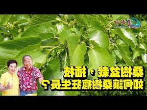 家裡可以種桑樹嗎