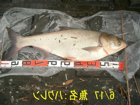 山連魚