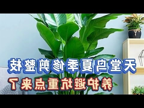 植物天堂鳥