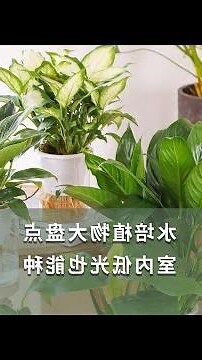 適合水耕的室內植物