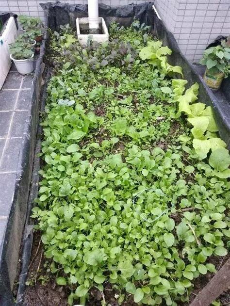 種菜的土