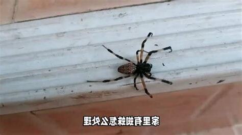 家里进蜘蛛