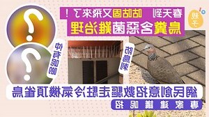 雀仔築巢風水