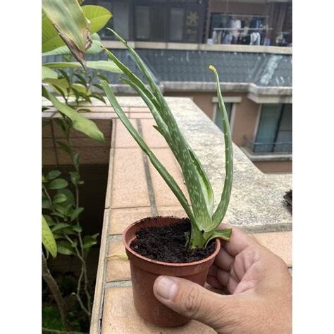 蘆薈淨化空氣