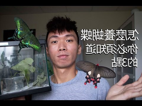 怎麼養蝴蝶