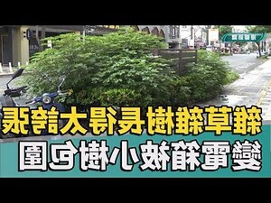 雜樹