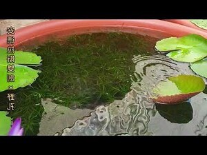 陽台生態缸