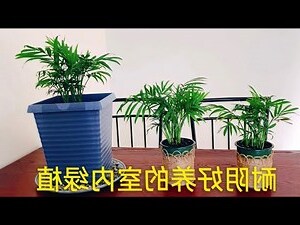 袖珍椰子花
