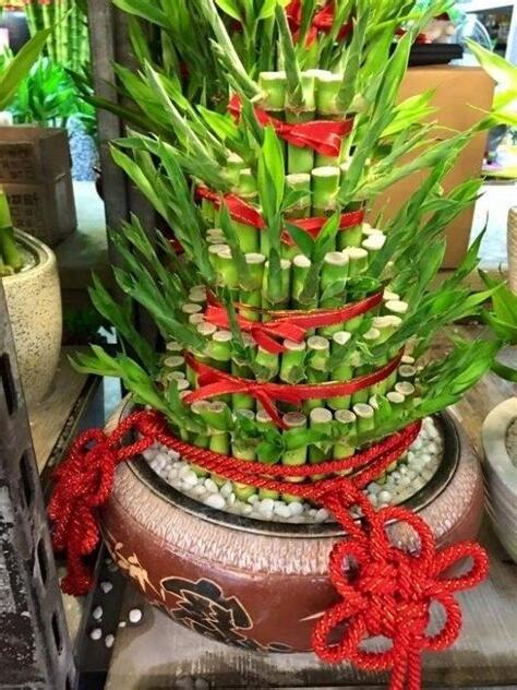 萬年青盆栽風水