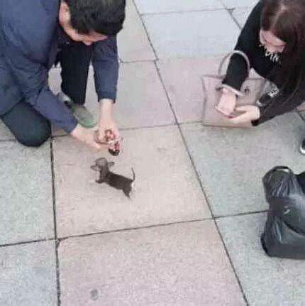 踩到狗尿