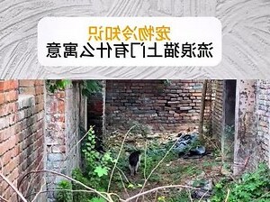 貓進家裡