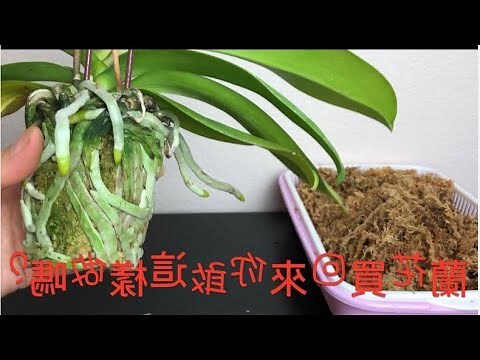 鬼蘭花